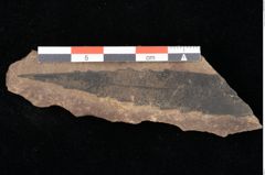 Foto (Detailansicht) von Myrica lignitum Unger (NHMW-GEO-2024-0188-0650)